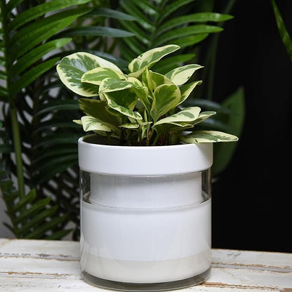 Phoenix Vine 6 Inch Self Watering Planter, White Terracotta Clay Pot with Glass Reservoir for Indoor Plants, Herbs, Flowers, Set of 1, 52-B-F-1