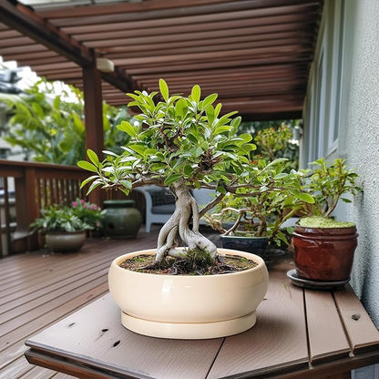Large Succulent Planters - 13 Inch Ceramic Bonsai Pots Indoor Outdoor, Shallow Planter with Drainage Hole and Tray, Round Planter Bowl, Large Bonsai Pot, Home Decor, Housewarming Gift, Beige