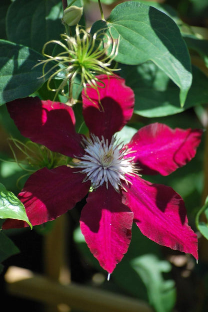Perennial Farm Clematis 'Rebecca' Hybrid – Live Flowering Vine in 4 Quart Container, Large Velvety Red Blooms, Long Blooming, Compact Climber, Ideal for Trellises, Arbors & Containers