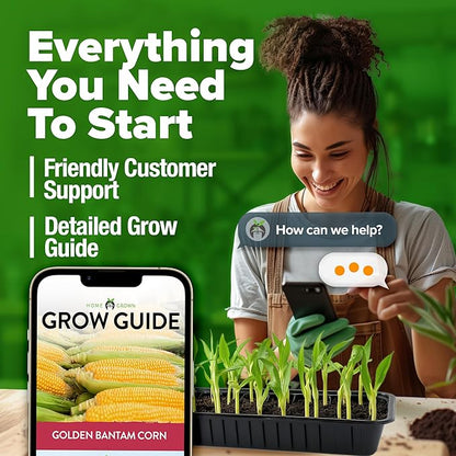 HOME GROWN 𝗨𝗦𝗔 𝗣𝗥𝗘𝗠𝗜𝗨𝗠 Golden Bantam Corn 1 Pack 100 𝗡𝗢𝗡-𝗚𝗠𝗢 Heirloom Vegetable Seeds Grow Sweet Corn Outdoors Easy for Beginners & Great for Home Gardeners High Germination (Zea mays)
