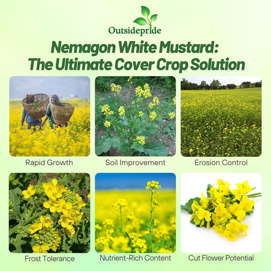 Outsidepride White Mustard Seeds for Planting - 5 lb Annual Cover Crop Seeds w/Deep Root System, High Protein Forage, Ideal for Soil Fertility, Crop Rotations, & Livestock Nutrition