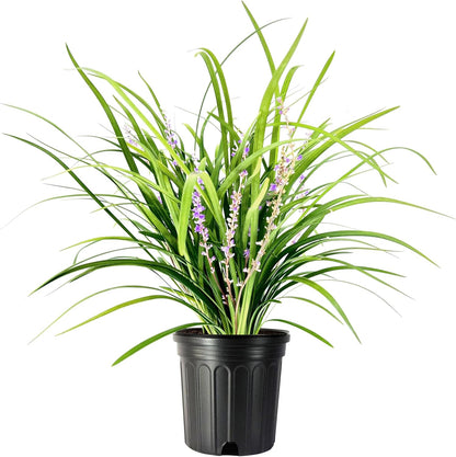 Liriope Super Blue | 3 Large Gallon Size Plants | Liriope muscari 'Super Blue' | Ornamental Ground Cover Plants | Shade-Tolerant Landscaping Perennial