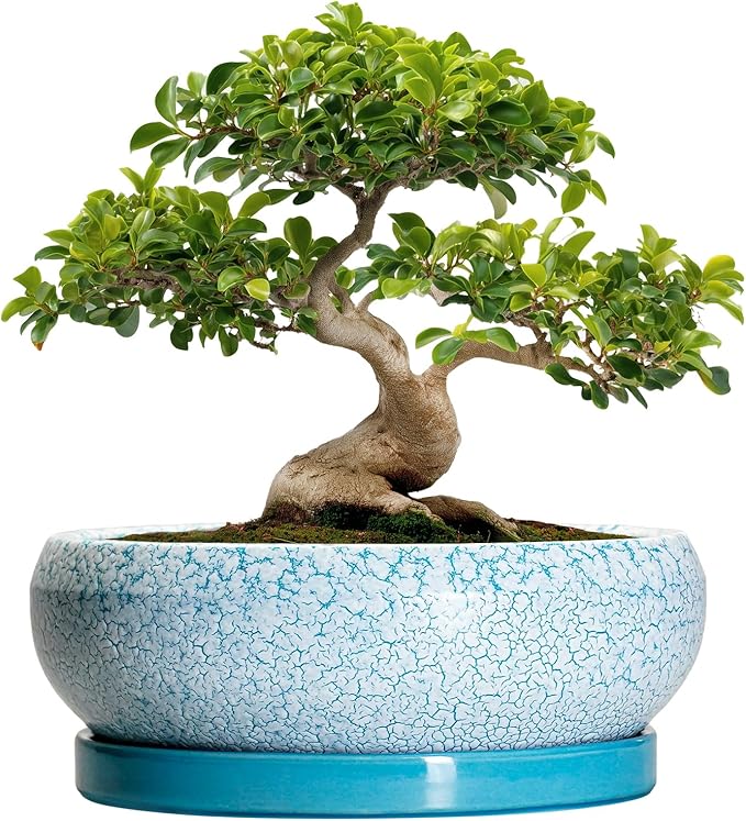 Bonsai Pots - 13 Inch Ceramic Succulent Pots with Drainage Hole and Tray, Large Succulent Planter Indoor Outdoor, Round Planter, Shallow Plant Pot, House Decor, Gifts for Plant Lover, Blue