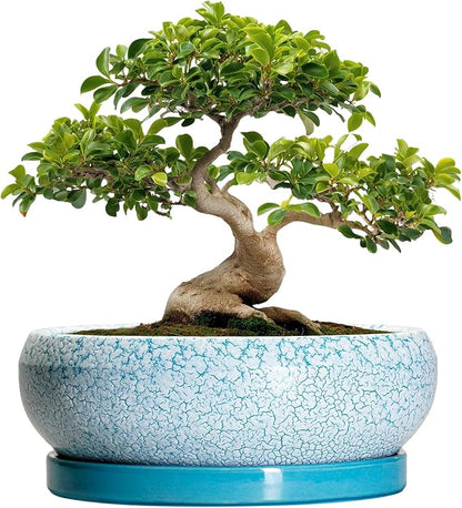 Bonsai Pots - 13 Inch Ceramic Succulent Pots with Drainage Hole and Tray, Large Succulent Planter Indoor Outdoor, Round Planter, Shallow Plant Pot, House Decor, Gifts for Plant Lover, Blue