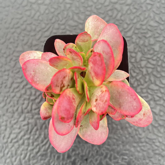 Sprout N Green Crassula Platyphylla f. Variegata, 1 Live Succulent Plant Fully Rooted in 2" Pot, House Plant for Indoor Outdoor Home Office Wedding Decoration DIY Project Party Favor