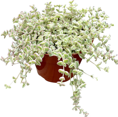 Live Succulent 4" Sedum Little Missy Variegated, Succulents Plants Live, Succulent Plants Fully Rooted, House Plant for Home Office Decoration, DIY Projects, Party Favor Gift by The Succulent Cult