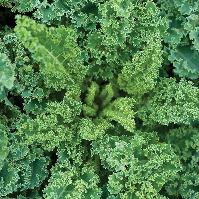 Burpee Dwarf Blue Curled Vates Kale Seeds 2000 seeds