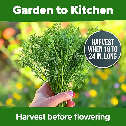 HOME GROWN 𝗨𝗦𝗔 𝗣𝗥𝗘𝗠𝗜𝗨𝗠 Dill Seeds for Planting 1,014 Bouquet Dill Seeds 𝗡𝗢𝗡-𝗚𝗠𝗢 and Heirloom Herb Seeds for Planting Outdoors, Grow Your Fragrant Dill Herb Garden (Anethum graveolens)