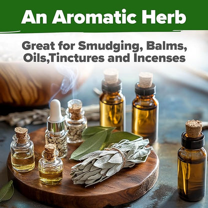 HOME GROWN 𝗨𝗦𝗔 𝗣𝗥𝗘𝗠𝗜𝗨𝗠 White Sage Seeds 323 Pack 𝗡𝗢𝗡-𝗚𝗠𝗢 Heirloom Seeds - Grow Aromatic Sage Plants for Your Herb Seeds Garden with Sage for Planting Outdoor or Indoor (Salvia apiana)