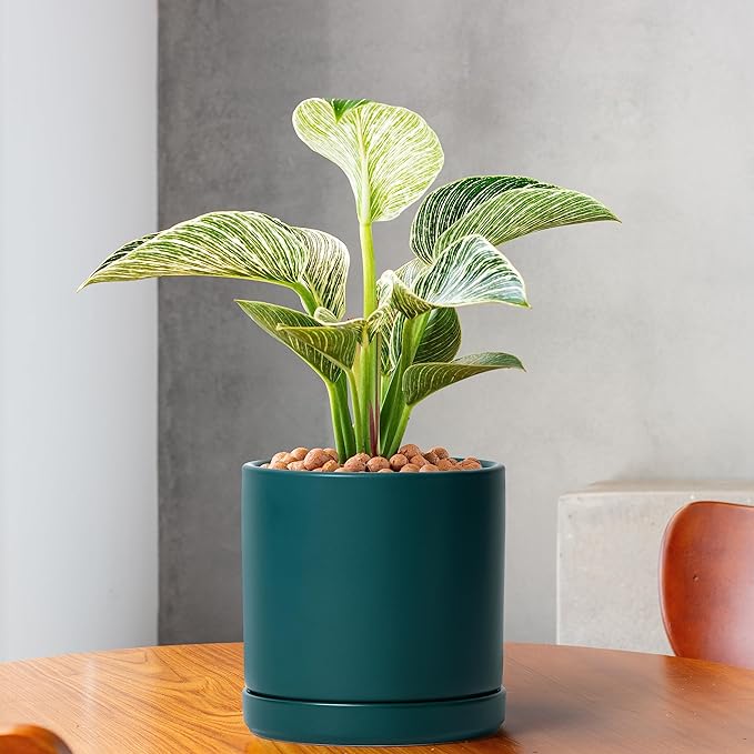 D'vine Dev 6 Inch Ceramic Planter Pot with Drainage Hole and Saucer, Indoor Cylinder Round Planter Pot, Teal, 94-O-C-9