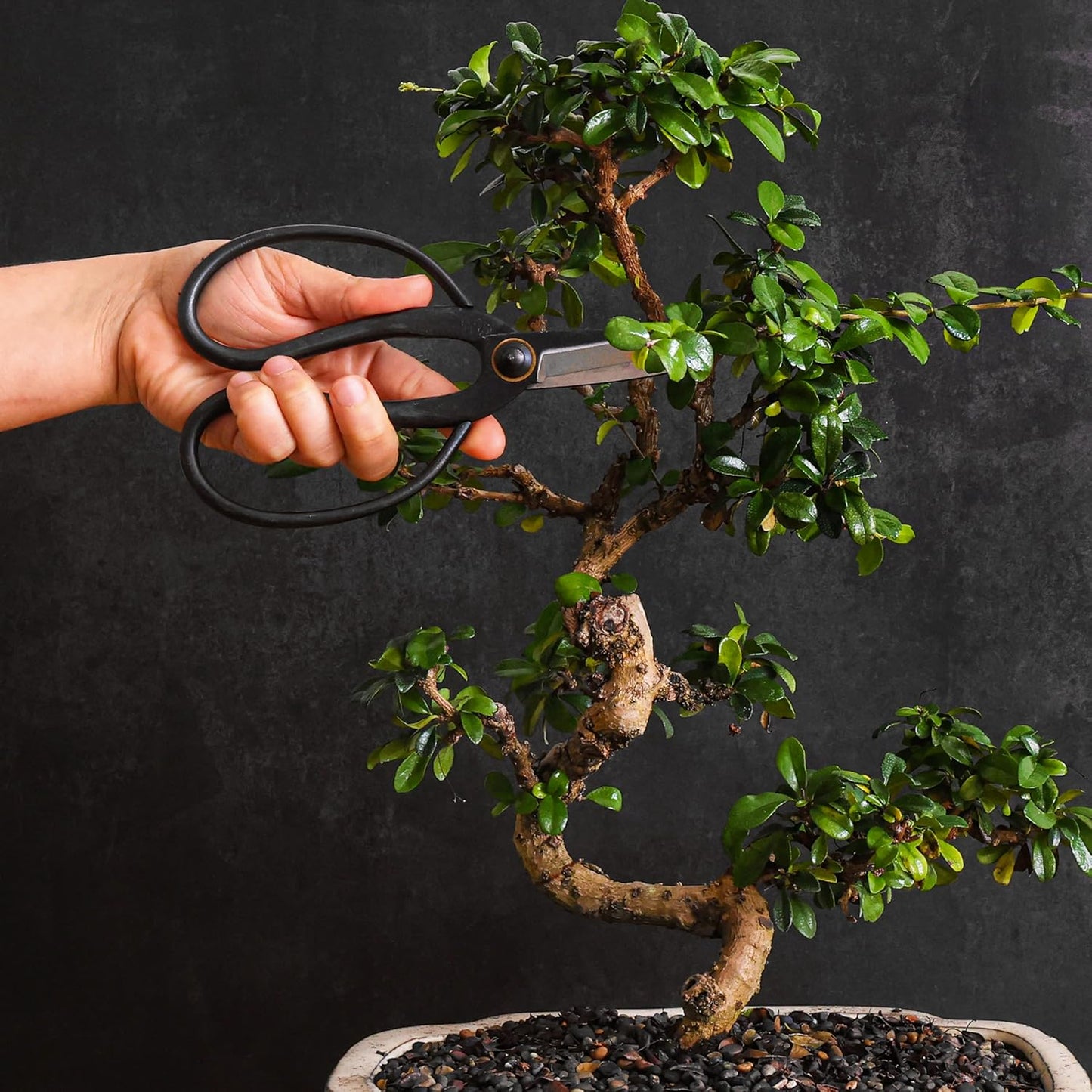 Professional Bonsai Butterfly Scissors | Pruning Shears for Trimming Plants | Japanese Gardening, Bonsai Tools | Garden Scissors