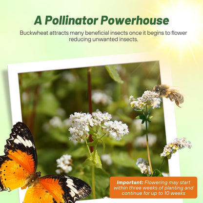 Outsidepride Buckwheat Seeds - 10lbs Annual, Fast-Growing, Easy to Grow Buckwheat Cover Crop Seeds for Green Manure, Bee Pasture & Pollinators, Wildlife Habitat, Soil Improvement, and Erosion Control
