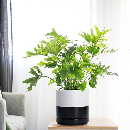 D'vine Dev 6.5 Inch Ceramic Planter Pot with Drainage Hole and Saucer, Indoor Cylinder Round Planter Pot, Layered Monochrome Black & White, 94-O-C-L