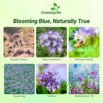 Outsidepride Lacy Phacelia Seeds for Planting - 5000 Pcs Annual, Drought-Tolerant Wildflower Seeds w/Light Violet Flowers, Ideal for Pollinator Gardens, Erosion Control, & Attracts Bees & Butterflies