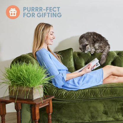 The Cat Ladies Cat Grass Kit Complete with Rustic Wood Planter, Organic Seed and Soil. Easy to Grow - Great for Indoor or Outdoor Cat, Dogs and Other Pets. Prevent Hairballs and Aid Digestion…