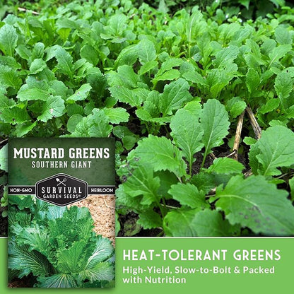 Southern Giant Mustard Green Seeds for Planting – Heirloom Non-GMO Spicy Greens, Heat Tolerant and Slow to Bolt for Home Vegetable Gardens - Survival Garden Seeds (2 Packs)