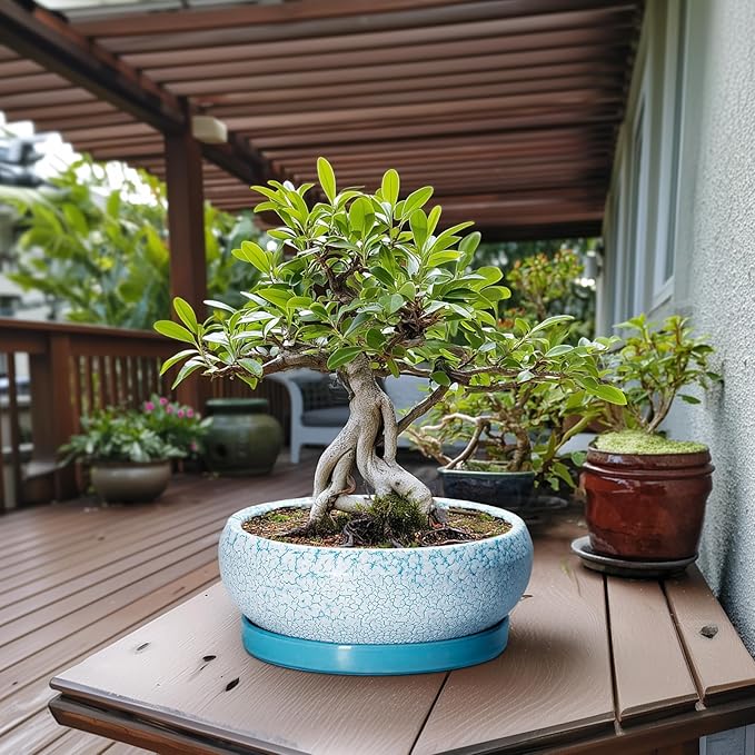 Bonsai Pots - 13 Inch Ceramic Succulent Pots with Drainage Hole and Tray, Large Succulent Planter Indoor Outdoor, Round Planter, Shallow Plant Pot, House Decor, Gifts for Plant Lover, Blue