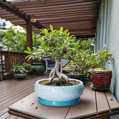 Bonsai Pots - 13 Inch Ceramic Succulent Pots with Drainage Hole and Tray, Large Succulent Planter Indoor Outdoor, Round Planter, Shallow Plant Pot, House Decor, Gifts for Plant Lover, Blue