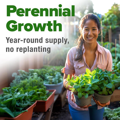 HOME GROWN Premium Common Mint Seeds (Bulk Pack) 3,600 𝗡𝗢𝗡-𝗚𝗠𝗢 𝗨𝗦𝗔 Heirloom Herb Seeds, USA Sourced | Ideal for Planting Outdoors or Indoors for a Fresh Mint Tea Garden (Mentha spp)