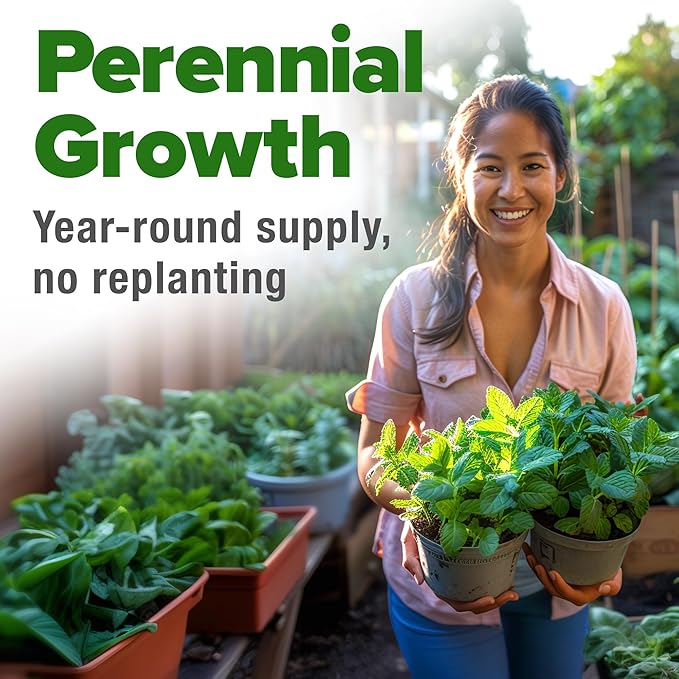 HOME GROWN 𝗨𝗦𝗔 𝗣𝗥𝗘𝗠𝗜𝗨𝗠 Common Mint Seeds (Bulk Pack) 1,800 𝗡𝗢𝗡-𝗚𝗠𝗢 Heirloom Herb Seeds, USA Sourced | Ideal for Planting Outdoors or Indoors for a Fresh Mint Tea Garden (Mentha spp)