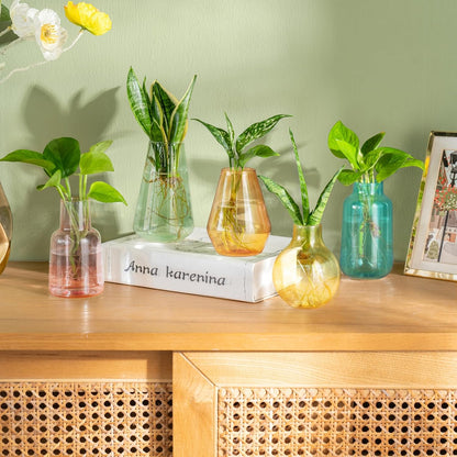 Mkono Propagation Vases for Plants, Set of 5 Small Glass Jar Planters for Hydroponic Cutting Flowers, Plant Station Bud Vases for Centerpieces Home Office Decor Gift (Colorful)