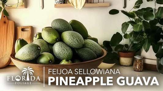 Pineapple Guava - 30 Live Plants - Feijoa Sellowiana - Edible Fruit and Flowering Foliage