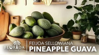 Pineapple Guava - 20 Live Plants - Feijoa Sellowiana - Edible Fruit and Flowering Foliage