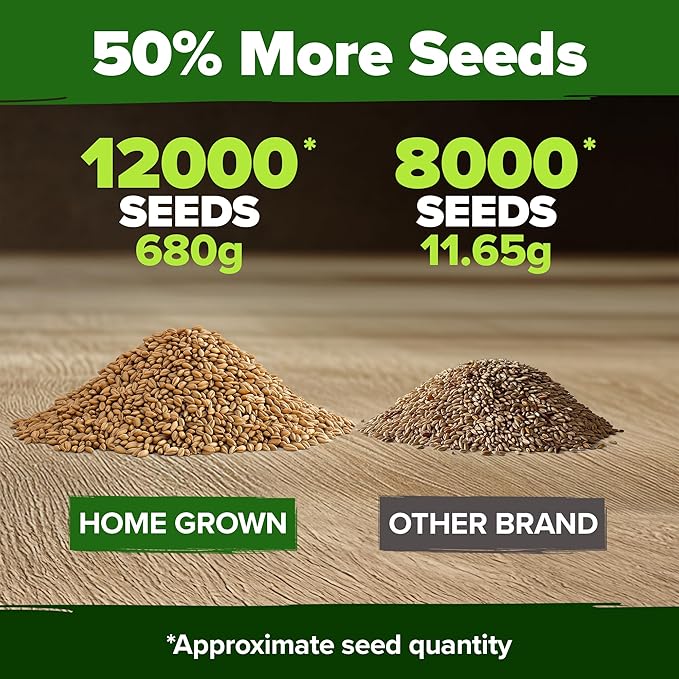 HOME GROWN 12,000+ Wheatgrass Seeds Bulk Pack(1.5 lb) 𝗡𝗢𝗡-𝗚𝗠𝗢 𝗨𝗦𝗔 Hard Red Winter Wheatgrass – Heirloom, Sprouting for Juicing, Microgreens, Smoothies & Indoor Gardening(Triticum aestivum)