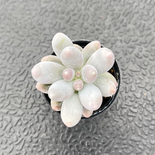 Sprout N Green Pachyphytum Sweet Dumpling, 1 Live Succulent Plant Fully Rooted in 2" Pot, House Plant for Indoor Outdoor Home Office Wedding Decoration DIY Project Party Favor