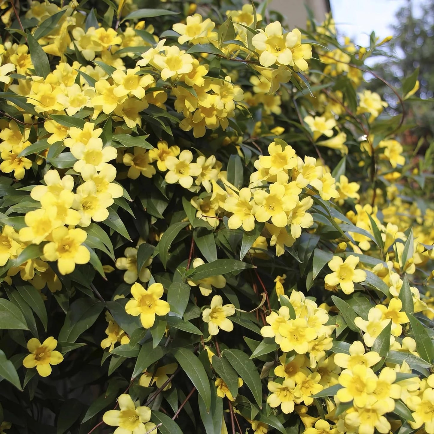 Carolina Jasmine Plant, Live Evergreen Vine, Fragrant Yellow Blooms, Fast Growing Climber for Trellis, Fences, or Arbors - Gelsemium sempervirens - 2 Cups