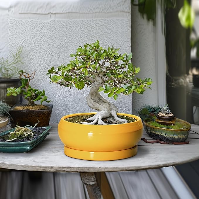 Succulent Pots 10 Inch - Ceramic Bonsai Pots with Drainage Hole and Tray, Shallow Plant Pot Indoor Outdoor, Modern Bonsai Tree Pot, Round Planter Bowl, Home Decor, Housewarming Gift, Yellow