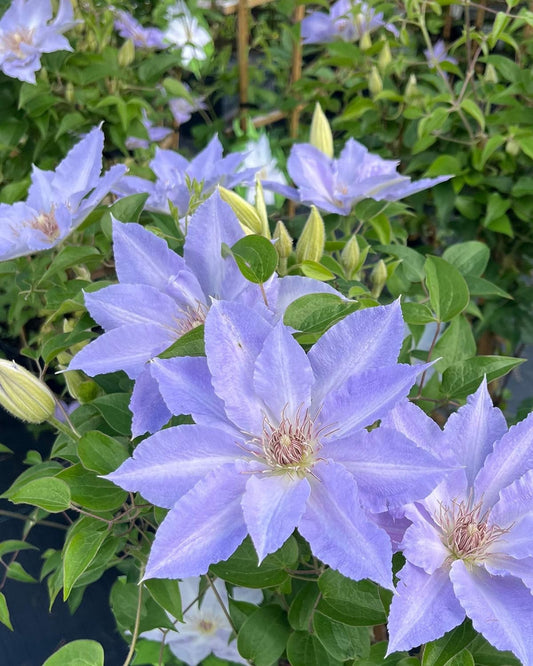 Perennial Farm Clematis Boulevard® Tranquilite™ Hybrid– Live Clematis Vine in 4 Quart Container, Pale Lavender Blooms, Compact Climber, Long Blooming, Ideal for Trellises, Containers & Fences