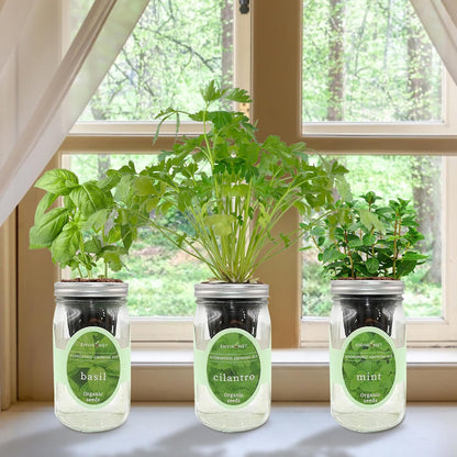 Hydroponic Herb Growing Kit Set, Self-Watering Mason Jar Herb Garden Starter Kit Indoor, Window Herbs Garden, Grow Your Own Herbs from Organic Seeds (Basil, Cilantro and Mint)