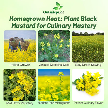 Outsidepride Black Mustard Seeds - 10000 Pcs Nutrient-Rich, Flavorful Annual Microgreen Seeds for Planting, Easy-to-Grow, Ideal for Indoor & Outdoor Cultivation, Soil & Hydroponic Systems
