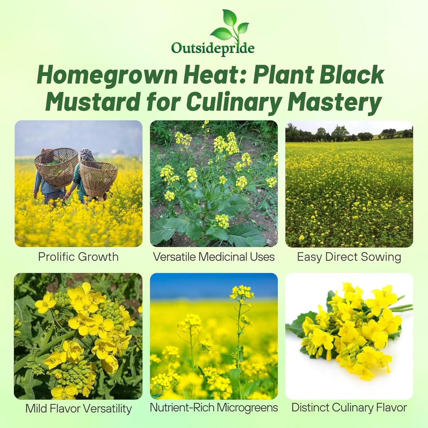 Outsidepride Black Mustard Seeds - 5000 Pcs Nutrient-Rich, Flavorful Annual Microgreen Seeds for Planting, Easy-to-Grow, Ideal for Indoor & Outdoor Cultivation, Soil & Hydroponic Systems