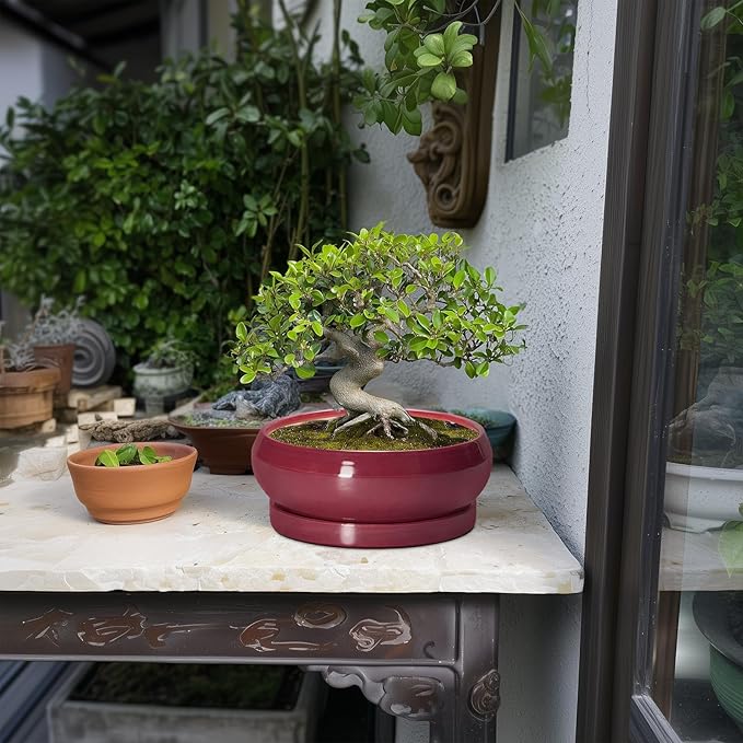 Succulent Pots - 8 Inch Bonsai Pots for Indoor Outdoor, Shallow Ceramic Planter with Drainage Hole and Saucer, Round Flower Succulent Planters, Apartment Decor, Gardening Gift, Red