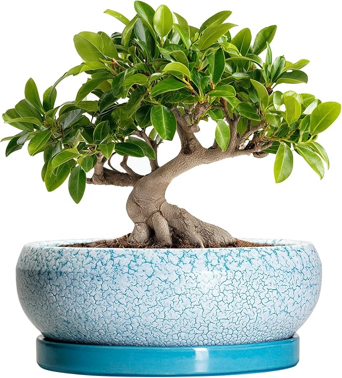 Bonsai Pots 10 Inch - Shallow Ceramic Planters for Indoor Outdoor, Succulent Pots with Drainage Hole and Saucer, Round Planter Bowl, Succulent Planter, Garden Decor, Housewarming Gifts, Blue