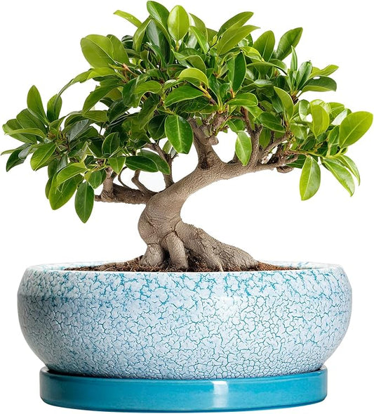 Bonsai Pots 10 Inch - Shallow Ceramic Planters for Indoor Outdoor, Succulent Pots with Drainage Hole and Saucer, Round Planter Bowl, Succulent Planter, Garden Decor, Housewarming Gifts, Blue