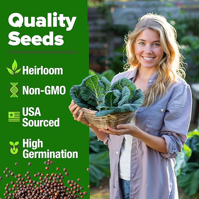 HOME GROWN 𝗨𝗦𝗔 𝗣𝗥𝗘𝗠𝗜𝗨𝗠 Collard Greens Georgia Southern - 300 High Germination 𝗡𝗢𝗡-𝗚𝗠𝗢 Heirloom Seeds for Planting in Your Vegetable Garden (Brassica oleracea)