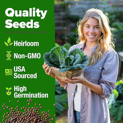 HOME GROWN 𝗨𝗦𝗔 𝗣𝗥𝗘𝗠𝗜𝗨𝗠 Collard Greens Georgia Southern - 300 High Germination 𝗡𝗢𝗡-𝗚𝗠𝗢 Heirloom Seeds for Planting in Your Vegetable Garden (Brassica oleracea)