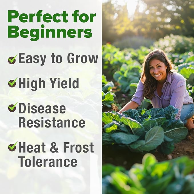 HOME GROWN 𝗨𝗦𝗔 𝗣𝗥𝗘𝗠𝗜𝗨𝗠 Collard Greens Georgia Southern - 300 High Germination 𝗡𝗢𝗡-𝗚𝗠𝗢 Heirloom Seeds for Planting in Your Vegetable Garden (Brassica oleracea)