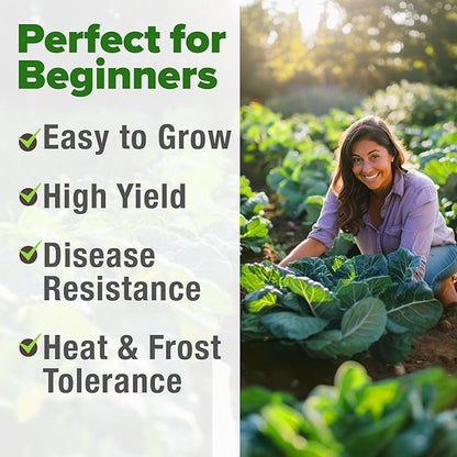 HOME GROWN 𝗨𝗦𝗔 𝗣𝗥𝗘𝗠𝗜𝗨𝗠 Collard Greens Georgia Southern - 300 High Germination 𝗡𝗢𝗡-𝗚𝗠𝗢 Heirloom Seeds for Planting in Your Vegetable Garden (Brassica oleracea)