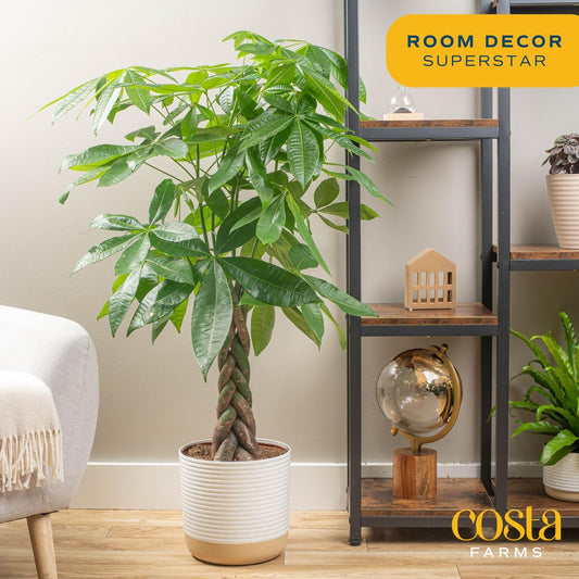 Costa Farms Money Tree Live Plant, Easy to Grow Houseplant Potted in Indoor Garden Pot, Pachira Bonsai in Potting Soil, Gift for Birthday, Housewarming, Thank You, Office and Home Decor, 3-4 Feet Tall
