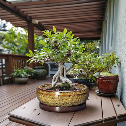 Succulent Pots Large - 13 Inch Ceramic Bonsai Pot with Drainage Hole and Tray, Round Succulent Planters, Shallow Plant Pots Indoor, Bowl Planter Outdoor, Garden Decor, Gardening Gift, Yellow