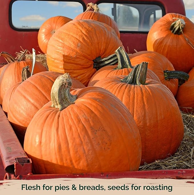 KVITER 25 Big Max Pumpkin Seeds for Planting (Cucurbita Pepo) – Giant Heirloom & Organic Pumpkin Seeds, Up to 100 lbs – Ideal Vegetable Seed Packets for Home Outdoor Garden