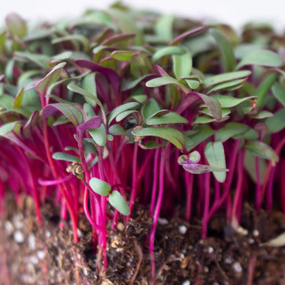Beet Seeds - Red Round - 5 Lb ~120,000 Seeds - Beta vulgaris - Microgreens Seed - Non-GMO, Heirloom, Open Pollinated, Annual