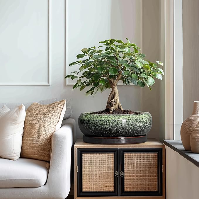 Bonsai Pots - 13 Inch Ceramic Succulent Planters Indoor, Round Shallow Planter with Drainage Hole and Saucer, Large Succulent Pot, Bowl Planter Outdoor, House Decor, Housewarming Gift, Green