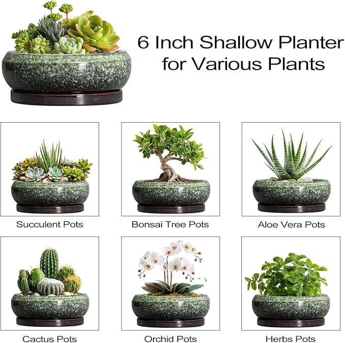Succulent Pots 6 Inch - Ceramic Bonsai Pots with Drainage Hole and Saucer, Succulent Planters for Indoor Outdoor, Small Shallow Planter, Round Cactus Pot, Room Decor, Plant Lover Gift, Green