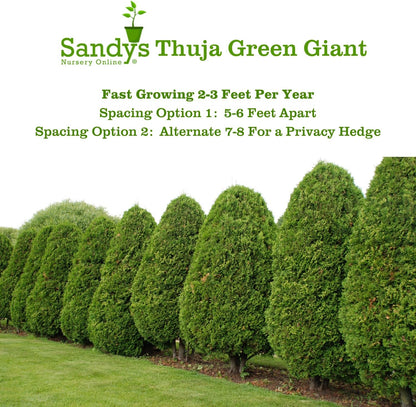 Thuja Green Giant Arborvitae Lot of 30 Each in a Protective Pouch 12-15 inches Tall