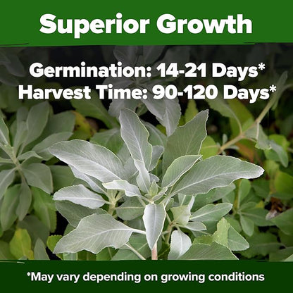 HOME GROWN 𝗨𝗦𝗔 𝗣𝗥𝗘𝗠𝗜𝗨𝗠 White Sage Seeds 323 Pack 𝗡𝗢𝗡-𝗚𝗠𝗢 Heirloom Seeds - Grow Aromatic Sage Plants for Your Herb Seeds Garden with Sage for Planting Outdoor or Indoor (Salvia apiana)